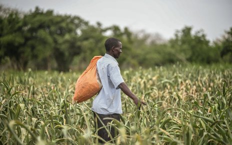 Kenya farming